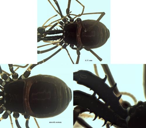 Réf. 237 471 : Ischyropsalis carli